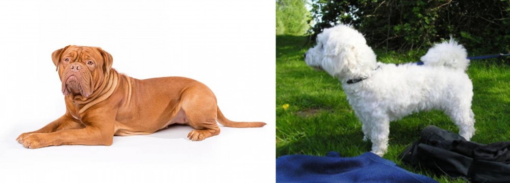 Franzuskaya Bolonka vs Dogue De Bordeaux - Breed Comparison