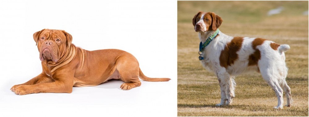 French Brittany vs Dogue De Bordeaux - Breed Comparison