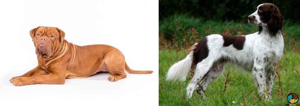 French Spaniel vs Dogue De Bordeaux - Breed Comparison