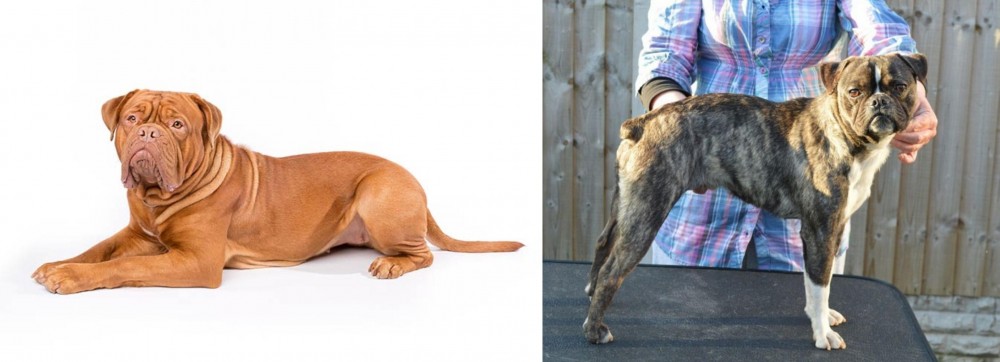 Fruggle vs Dogue De Bordeaux - Breed Comparison