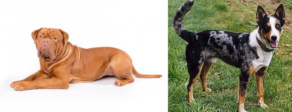 German Coolie vs Dogue De Bordeaux - Breed Comparison