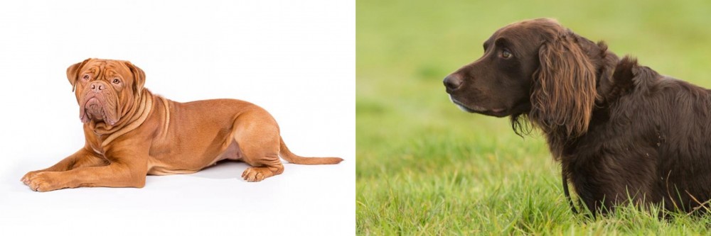 German Longhaired Pointer vs Dogue De Bordeaux - Breed Comparison