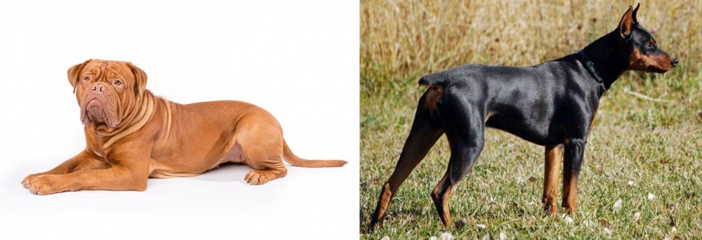 German Pinscher vs Dogue De Bordeaux - Breed Comparison