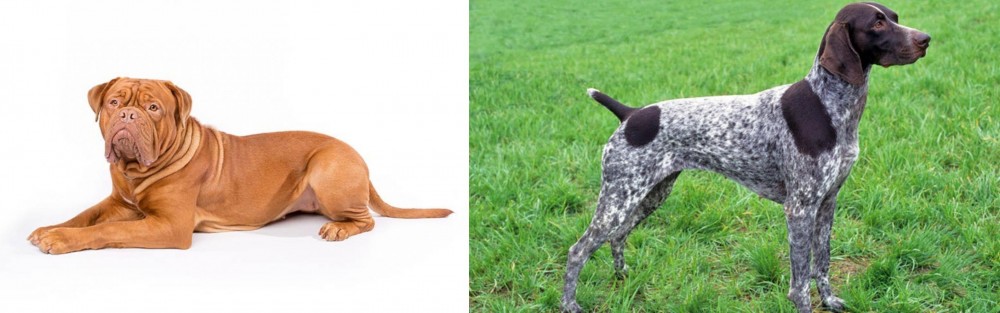 German Shorthaired Pointer vs Dogue De Bordeaux - Breed Comparison