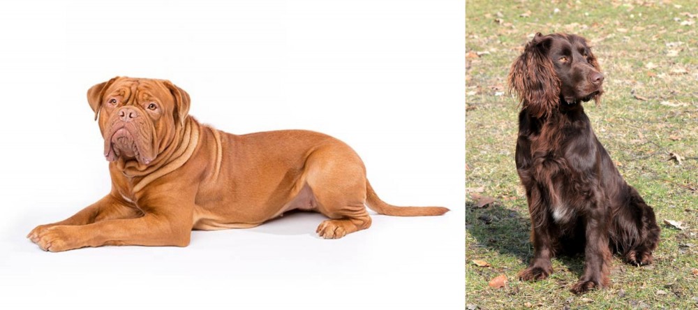 German Spaniel vs Dogue De Bordeaux - Breed Comparison