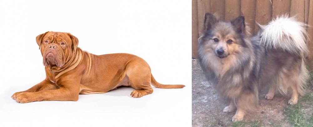 German Spitz (Mittel) vs Dogue De Bordeaux - Breed Comparison