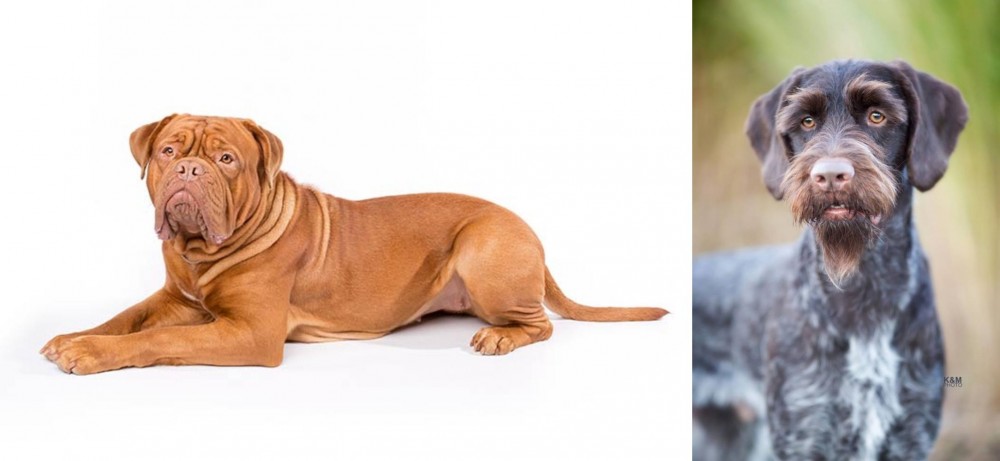 German Wirehaired Pointer vs Dogue De Bordeaux - Breed Comparison