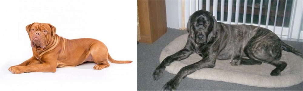 Giant Maso Mastiff vs Dogue De Bordeaux - Breed Comparison
