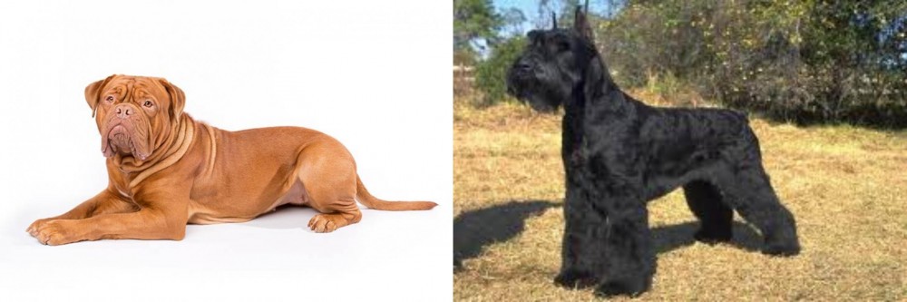 Giant Schnauzer vs Dogue De Bordeaux - Breed Comparison