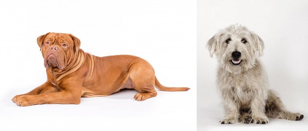 Glen of Imaal Terrier vs Dogue De Bordeaux - Breed Comparison