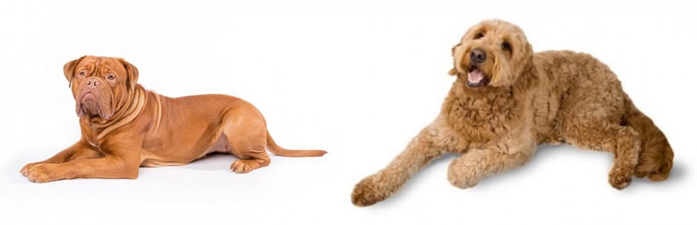 Golden Doodle vs Dogue De Bordeaux - Breed Comparison