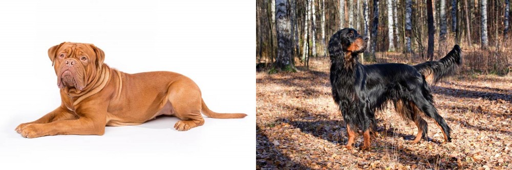 Gordon Setter vs Dogue De Bordeaux - Breed Comparison