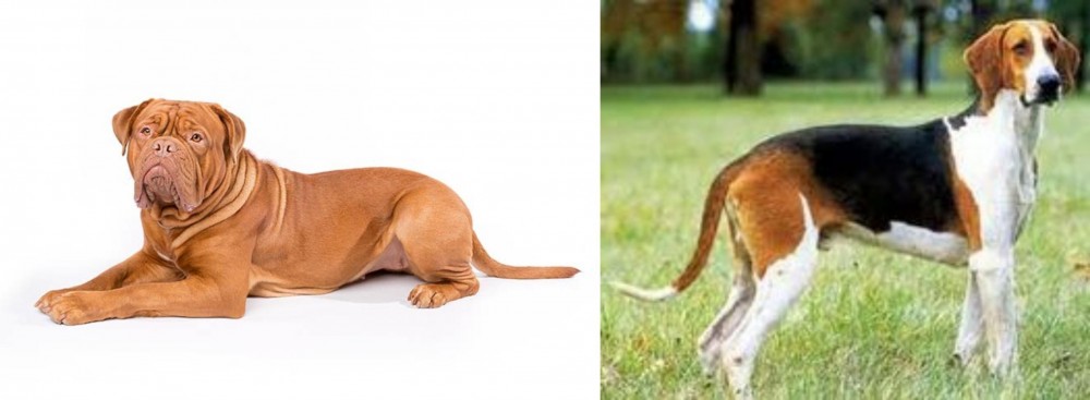 Grand Anglo-Francais Tricolore vs Dogue De Bordeaux - Breed Comparison