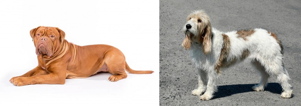 Grand Basset Griffon Vendeen vs Dogue De Bordeaux - Breed Comparison