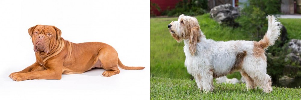 Grand Griffon Vendeen vs Dogue De Bordeaux - Breed Comparison