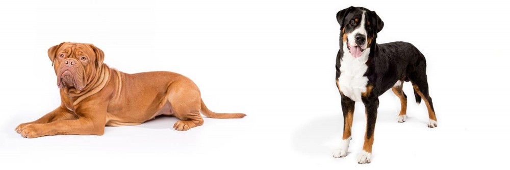 Greater Swiss Mountain Dog vs Dogue De Bordeaux - Breed Comparison