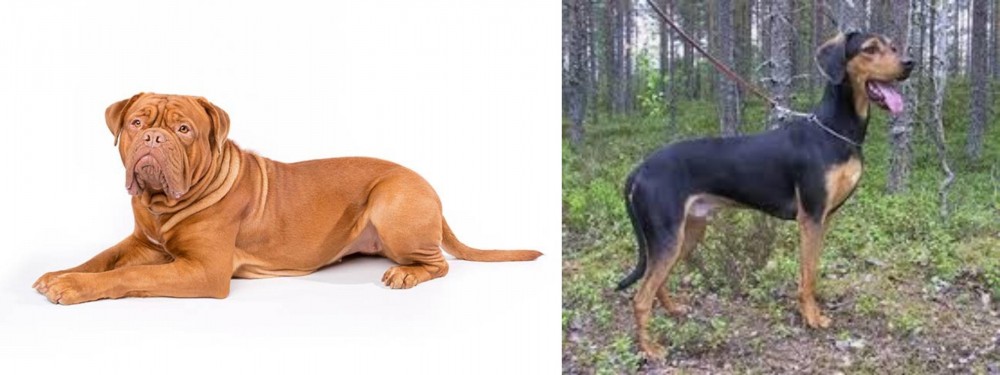 Greek Harehound vs Dogue De Bordeaux - Breed Comparison