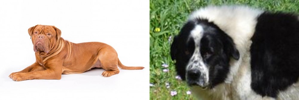 Greek Sheepdog vs Dogue De Bordeaux - Breed Comparison