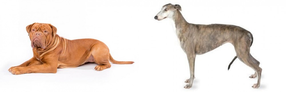 Greyhound vs Dogue De Bordeaux - Breed Comparison