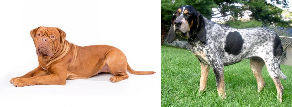 Griffon Bleu de Gascogne vs Dogue De Bordeaux - Breed Comparison