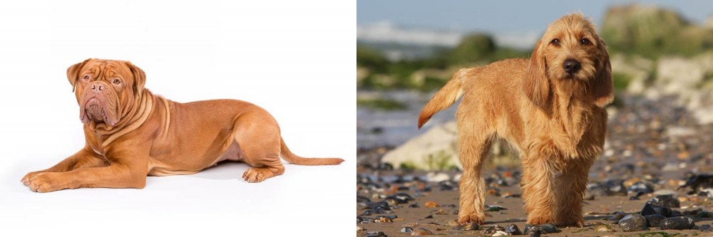 Griffon Fauve de Bretagne vs Dogue De Bordeaux - Breed Comparison