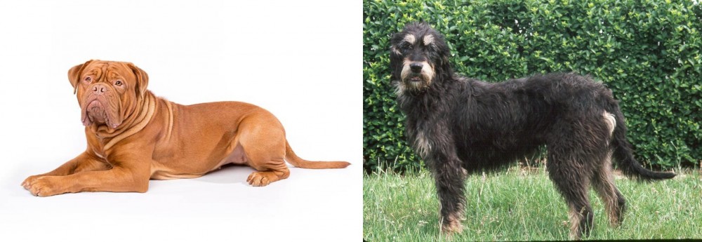 Griffon Nivernais vs Dogue De Bordeaux - Breed Comparison