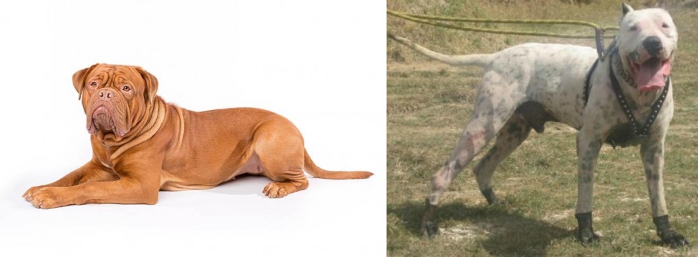 Gull Dong vs Dogue De Bordeaux - Breed Comparison