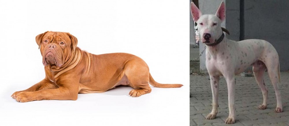 Gull Terr vs Dogue De Bordeaux - Breed Comparison