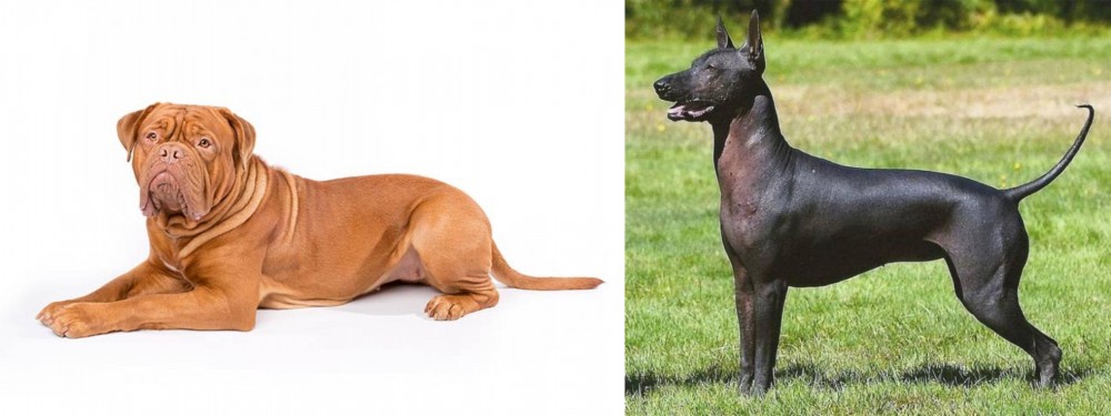 Hairless Khala vs Dogue De Bordeaux - Breed Comparison