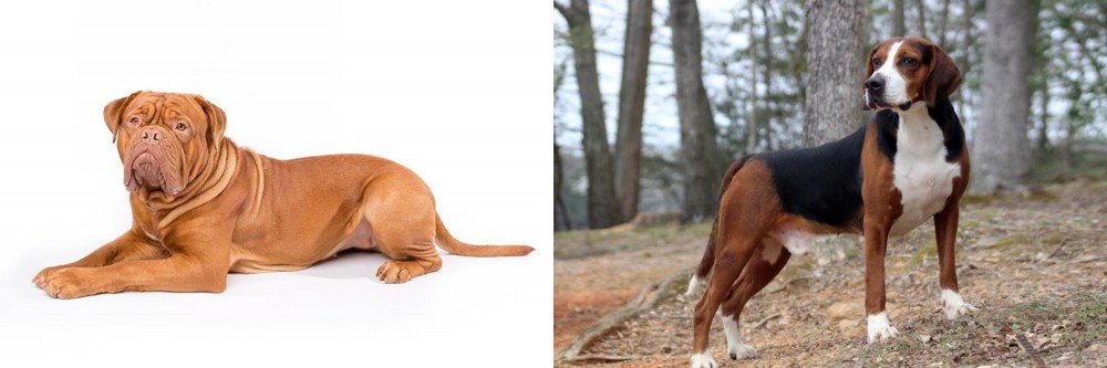Hamiltonstovare vs Dogue De Bordeaux - Breed Comparison