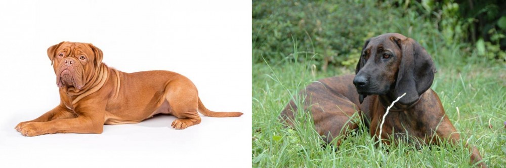 Hanover Hound vs Dogue De Bordeaux - Breed Comparison