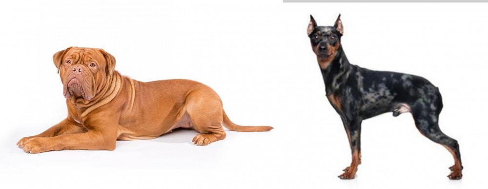 Harlequin Pinscher vs Dogue De Bordeaux - Breed Comparison
