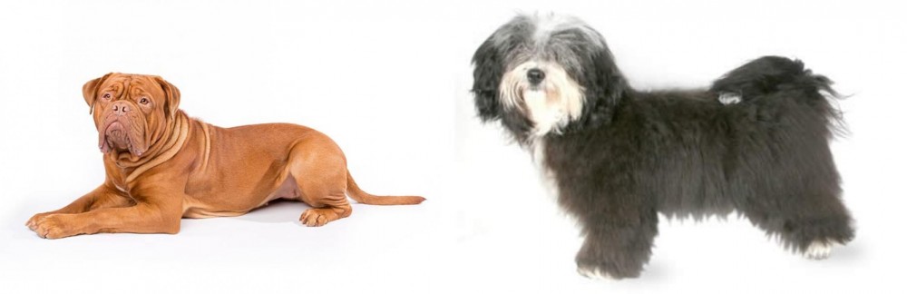 Havanese vs Dogue De Bordeaux - Breed Comparison