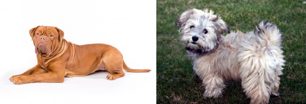 Havapoo vs Dogue De Bordeaux - Breed Comparison