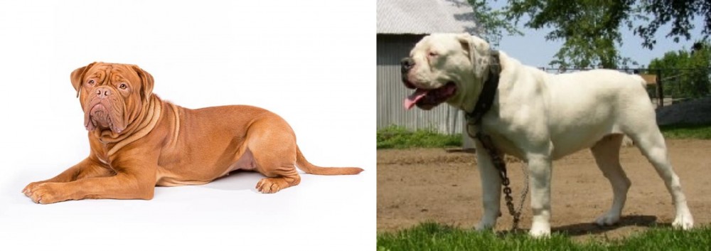 Hermes Bulldogge vs Dogue De Bordeaux - Breed Comparison
