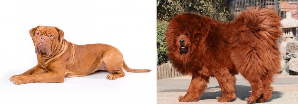 Himalayan Mastiff vs Dogue De Bordeaux - Breed Comparison