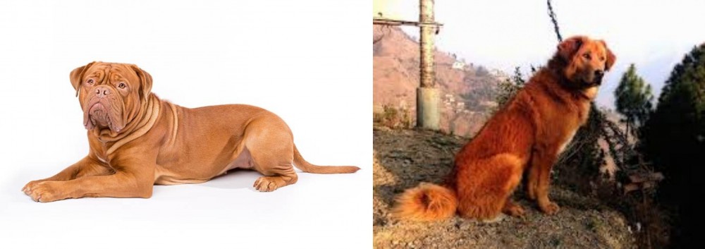 Himalayan Sheepdog vs Dogue De Bordeaux - Breed Comparison