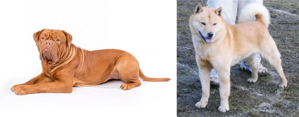 Hokkaido vs Dogue De Bordeaux - Breed Comparison
