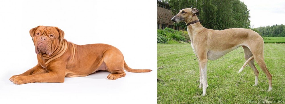 Hortaya Borzaya vs Dogue De Bordeaux - Breed Comparison