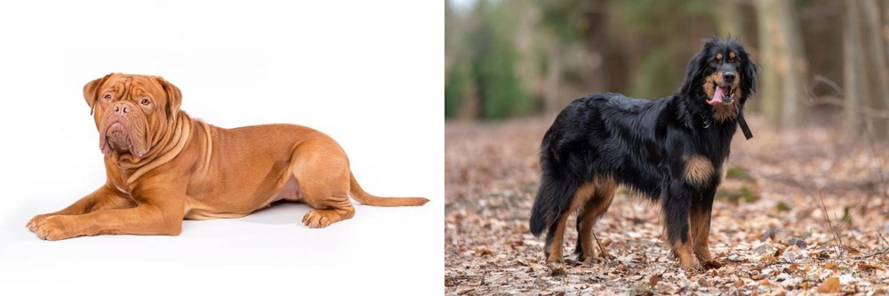 Hovawart vs Dogue De Bordeaux - Breed Comparison
