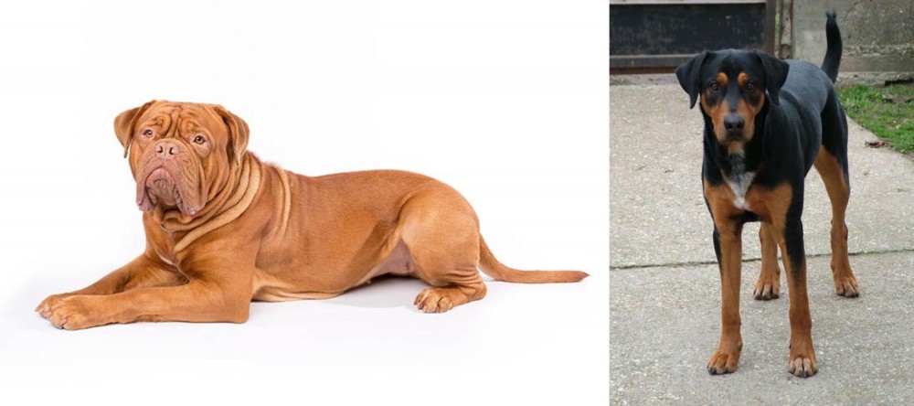 Hungarian Hound vs Dogue De Bordeaux - Breed Comparison