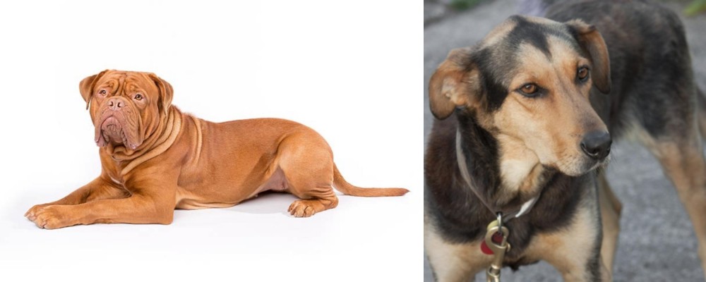 Huntaway vs Dogue De Bordeaux - Breed Comparison