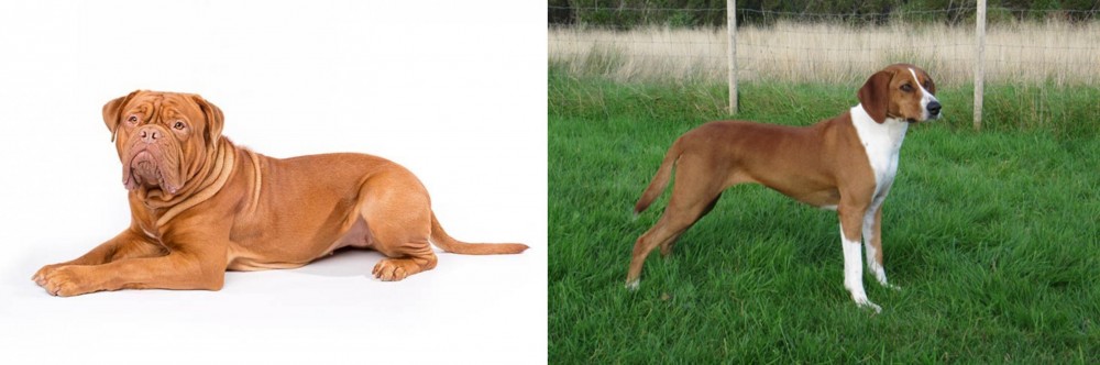 Hygenhund vs Dogue De Bordeaux - Breed Comparison