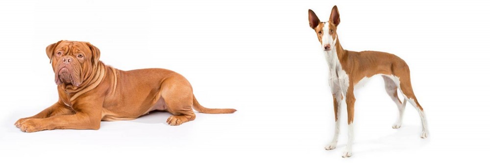 Ibizan Hound vs Dogue De Bordeaux - Breed Comparison