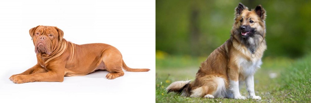 Icelandic Sheepdog vs Dogue De Bordeaux - Breed Comparison