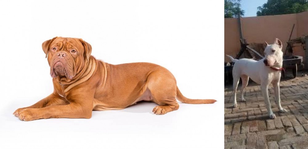 Indian Bull Terrier vs Dogue De Bordeaux - Breed Comparison
