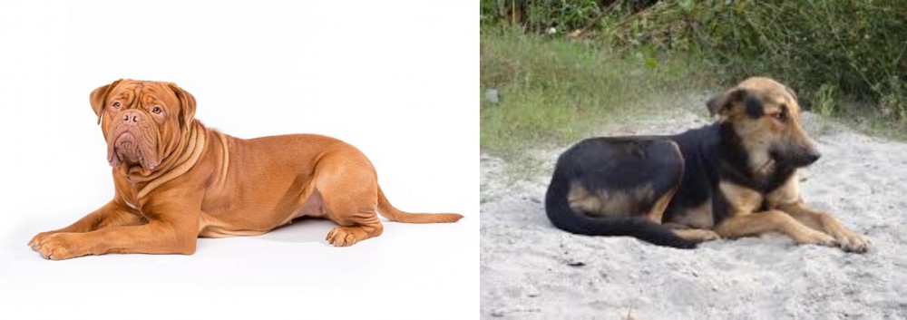 Indian Pariah Dog vs Dogue De Bordeaux - Breed Comparison