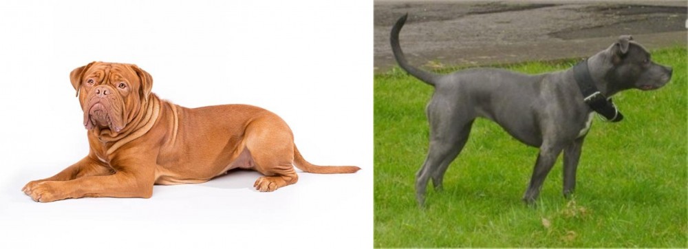 Irish Bull Terrier vs Dogue De Bordeaux - Breed Comparison
