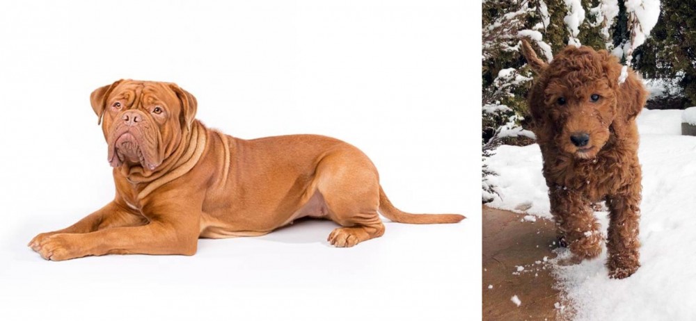 Irish Doodles vs Dogue De Bordeaux - Breed Comparison
