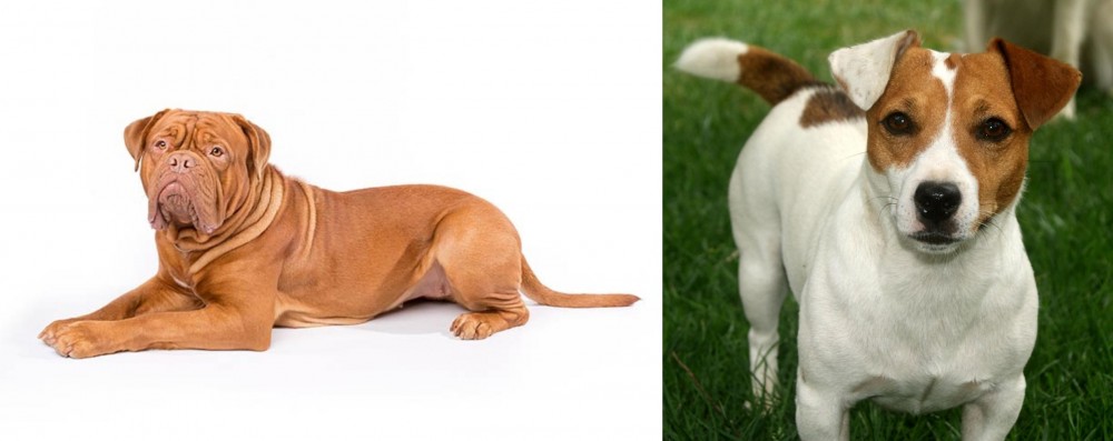 Irish Jack Russell vs Dogue De Bordeaux - Breed Comparison
